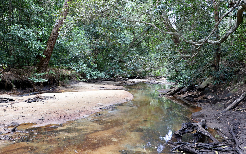 Smiths Creek rainforest with the Port Jackson Fig (Ficus r… Flickr