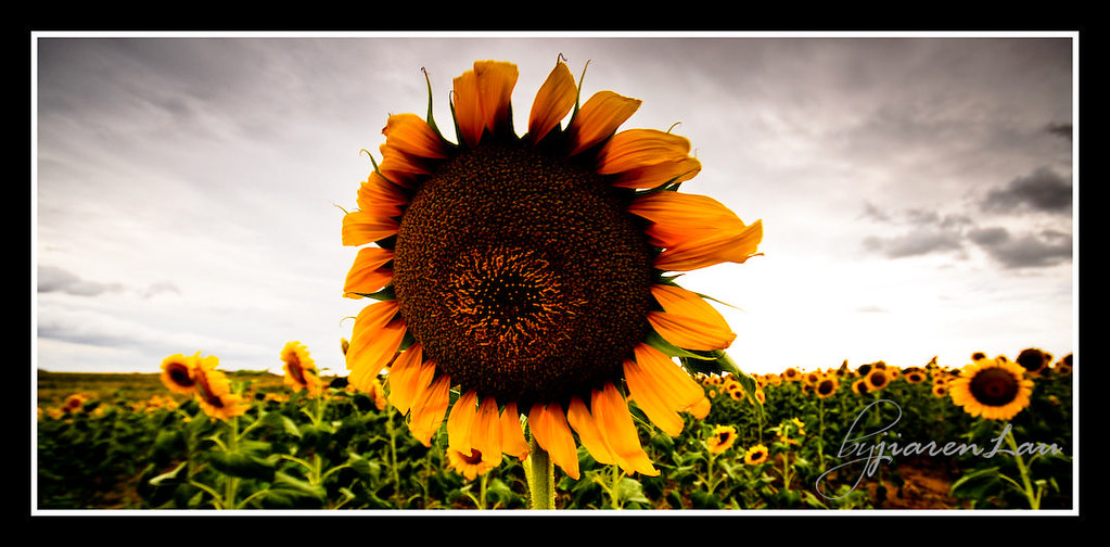 Toowoomba Sunflower Field For the full story, click HERE Flickr