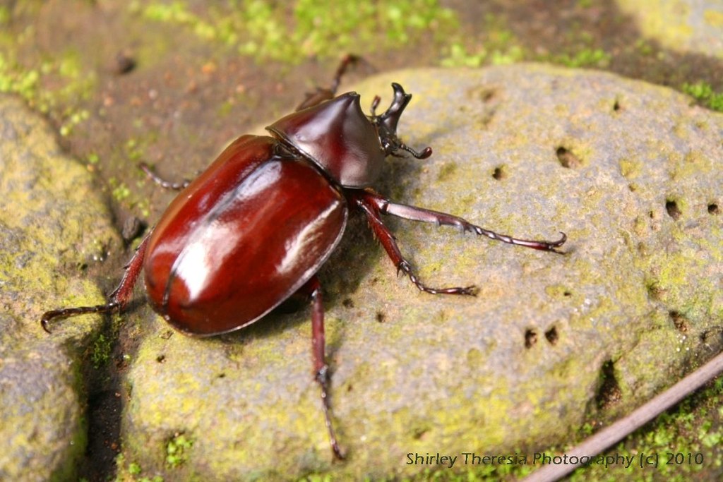 Kumbang Tanduk Beattle Black, Image & Photo (Free Trial)