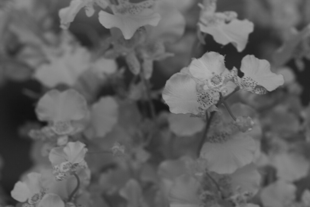 Fake Flowers B&W Mark Anderson Flickr