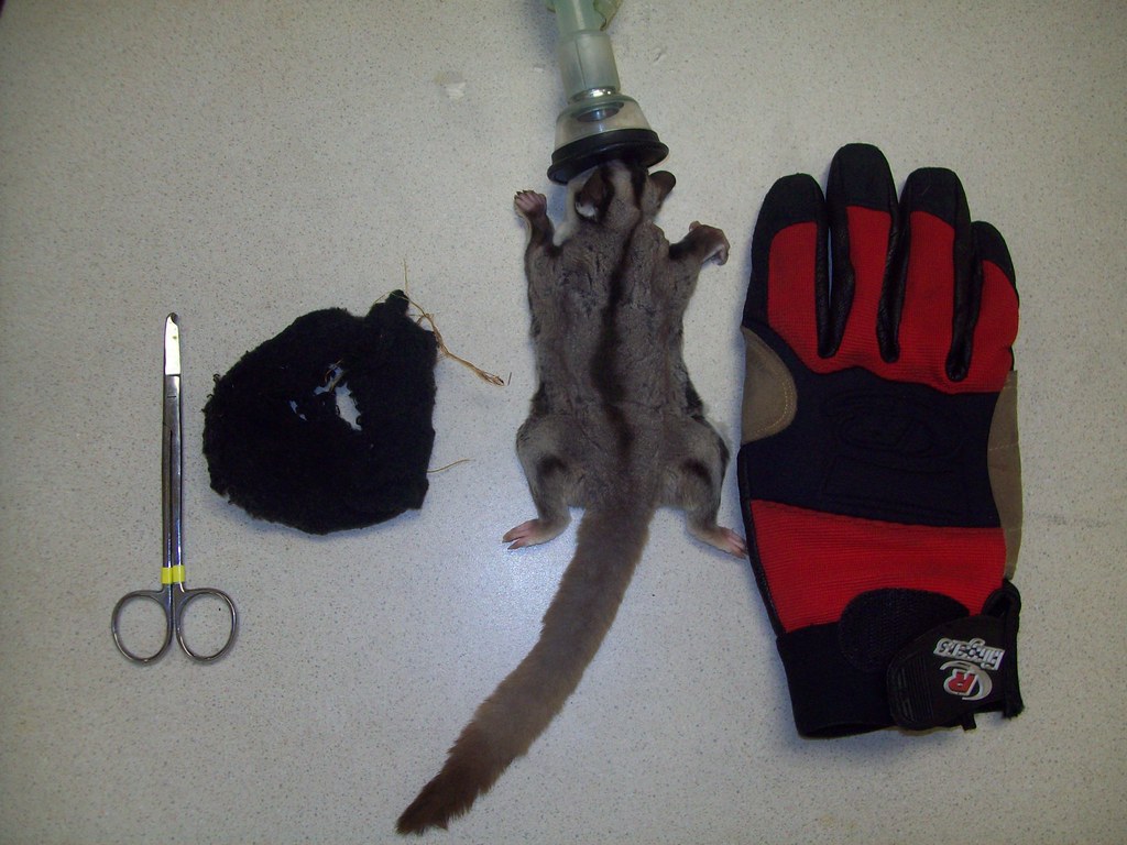 Sugar Glider emergency what we used 4 month old female s… Flickr