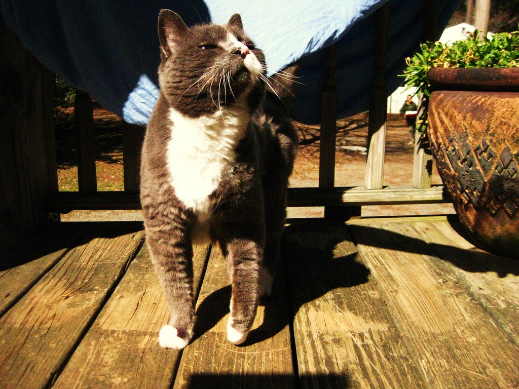 03/06 is it kosher to choose pictures of cat's over pictur… Flickr