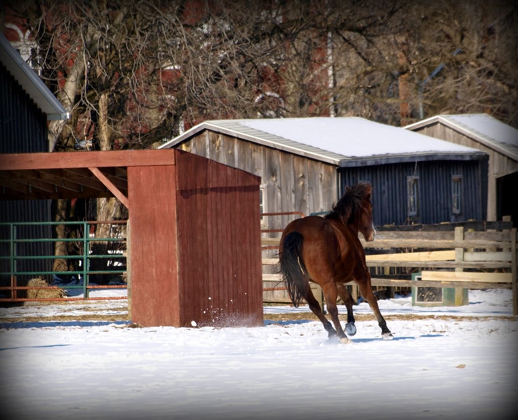 back to the barn Stuart Flickr