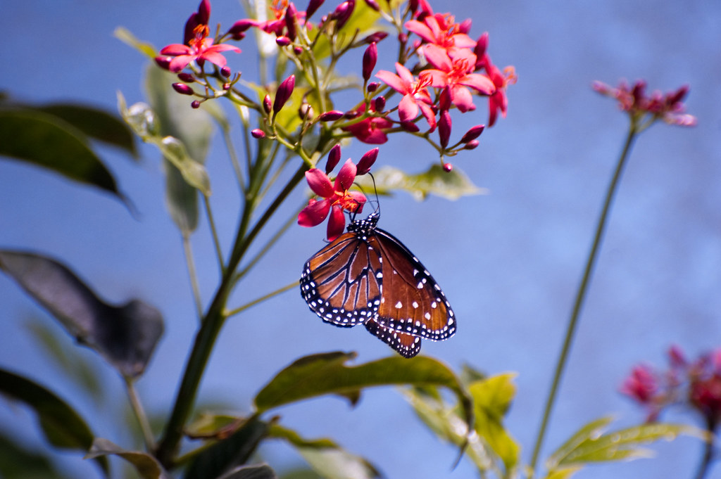 Inside the butterfly exhibit at the Smithsonian natural h… Flickr