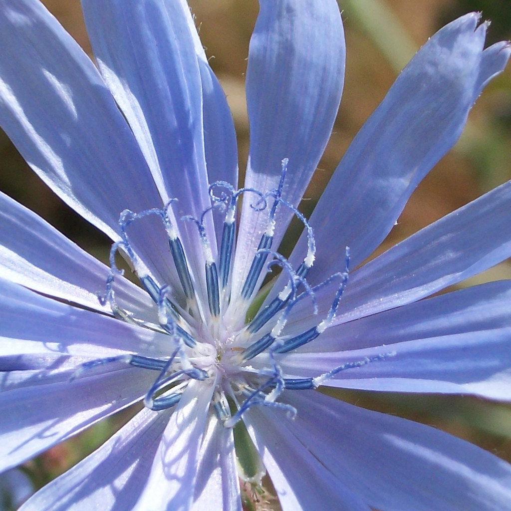 Chicory Center Crop of a larger shot. Chicory flowers are … Flickr