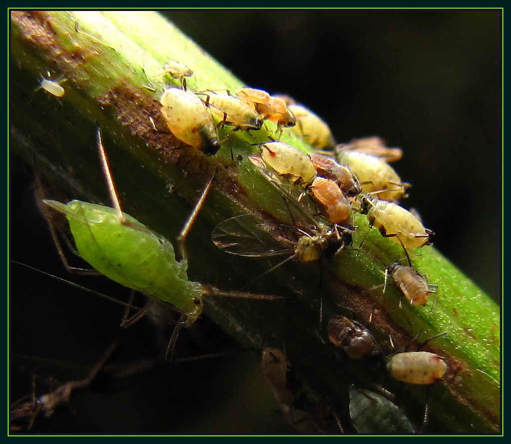 Aphid 'family'.... I think, the aphids are one of the bigg… Flickr