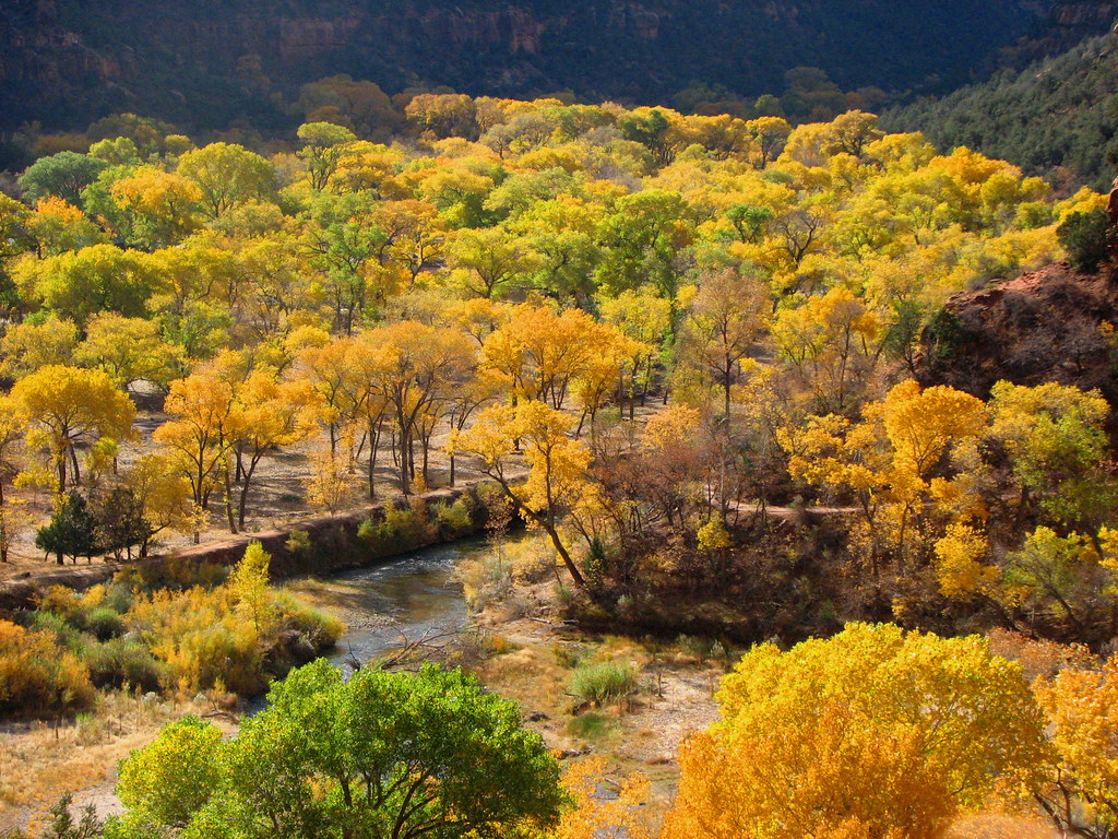 Zion National Park The cottonwoods in the central canyon f… Flickr