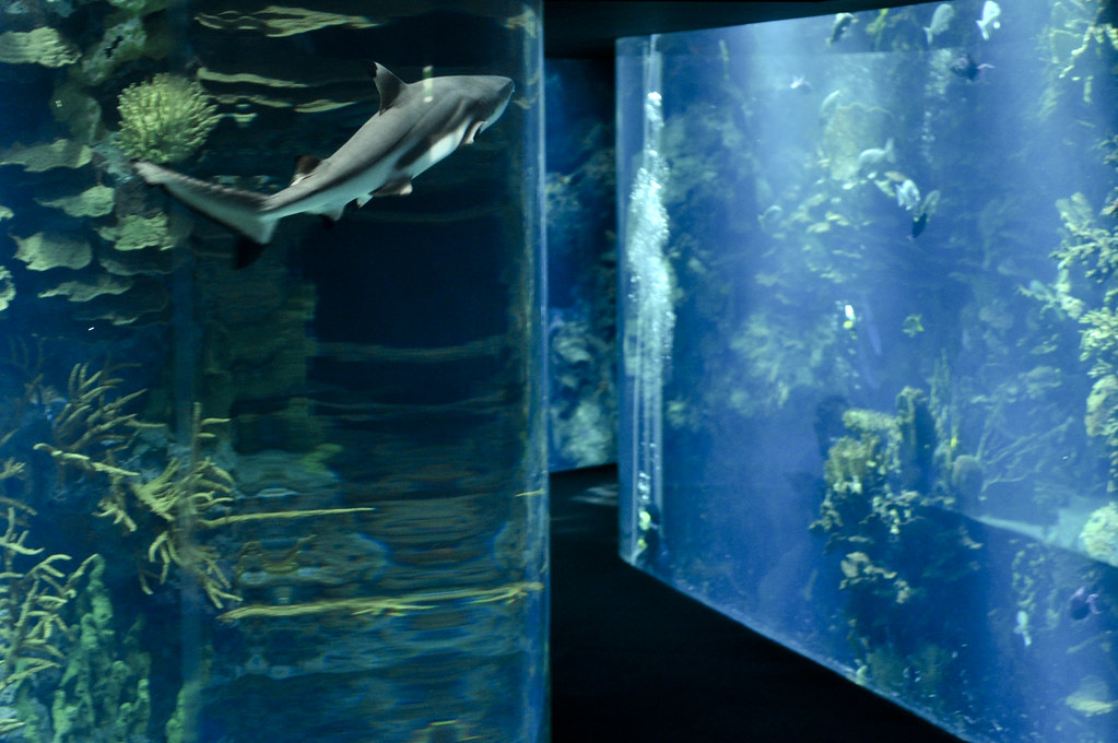Kuwait Aquarium Divya Thakur Flickr