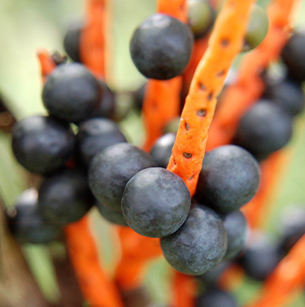 Purple berries on bright orange stems of a Bamboo Palm... Chamaedorea erumpens a photo on