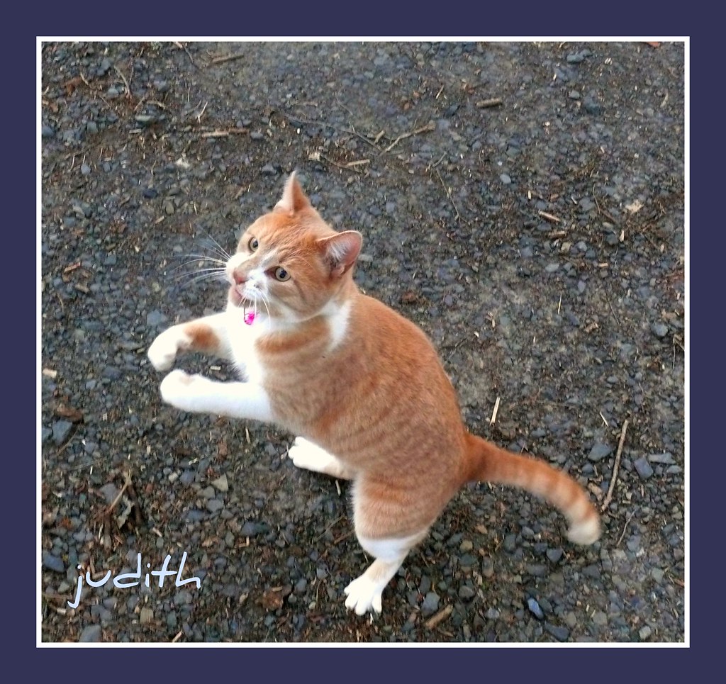 "Do a little dance..... make a little love......get down t… Flickr