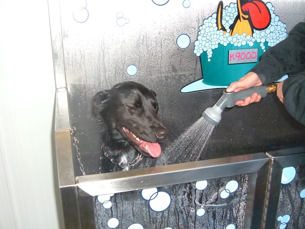 U Doggie Wash Bettendorf Iowa K9000 At Xpress Tunnel W… Flickr
