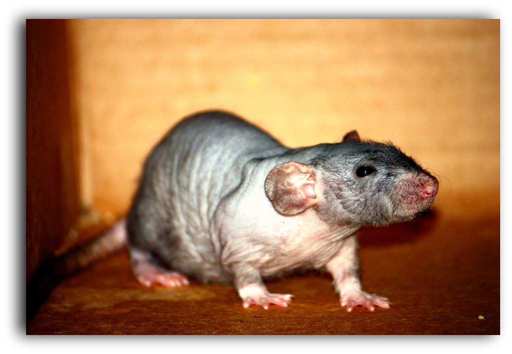 Bald is Beautiful! Jake Hairless Dumbo Rat Baby Judy Thuerk Flickr