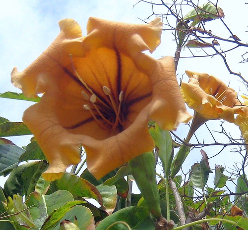gelbe große blüte © © Flickr