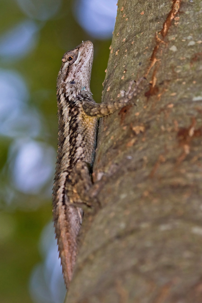 Texas Spiney Lizard This is an abundant species in my area… Flickr