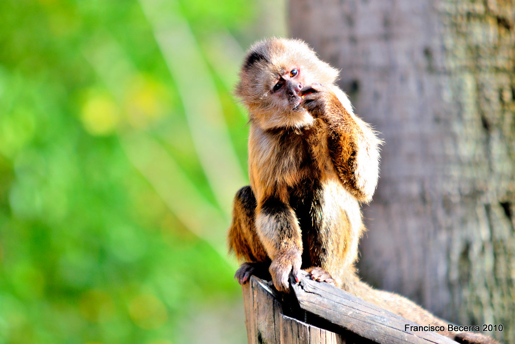 wepper capuchin 3 (Cebus Olivaceus) Weeper capuchins eat f… Flickr