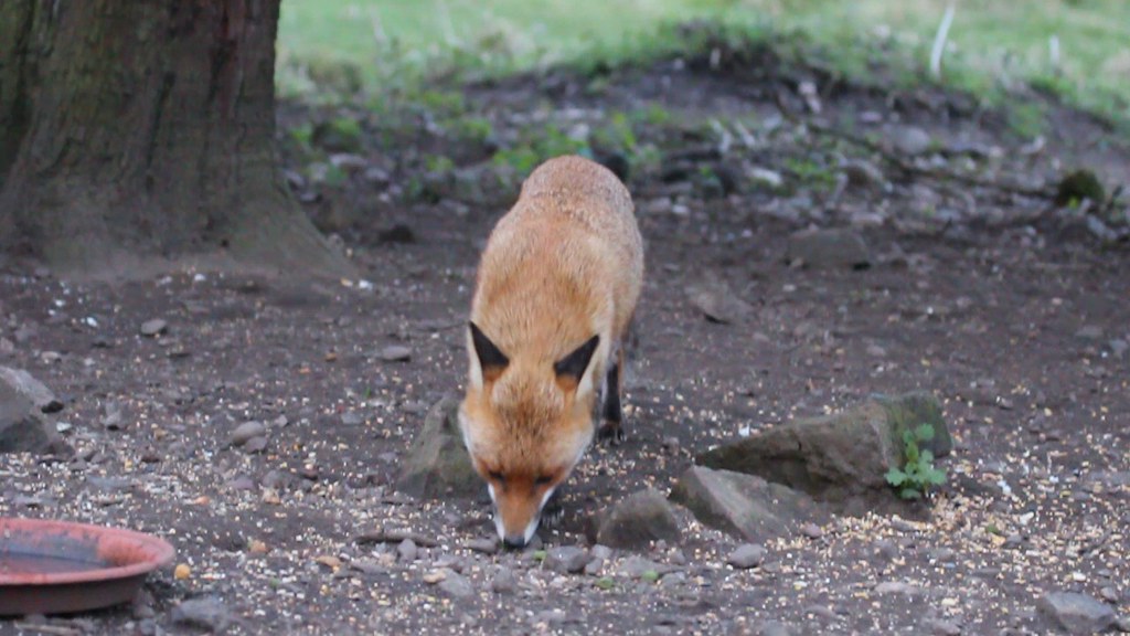 Fox video Fox on cannock chase quality was a lot better be… Flickr