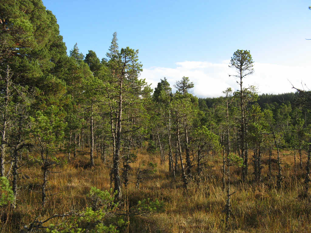 Scots pine Bog Woodland at Loch Morlich Read about Bog Woo… Flickr