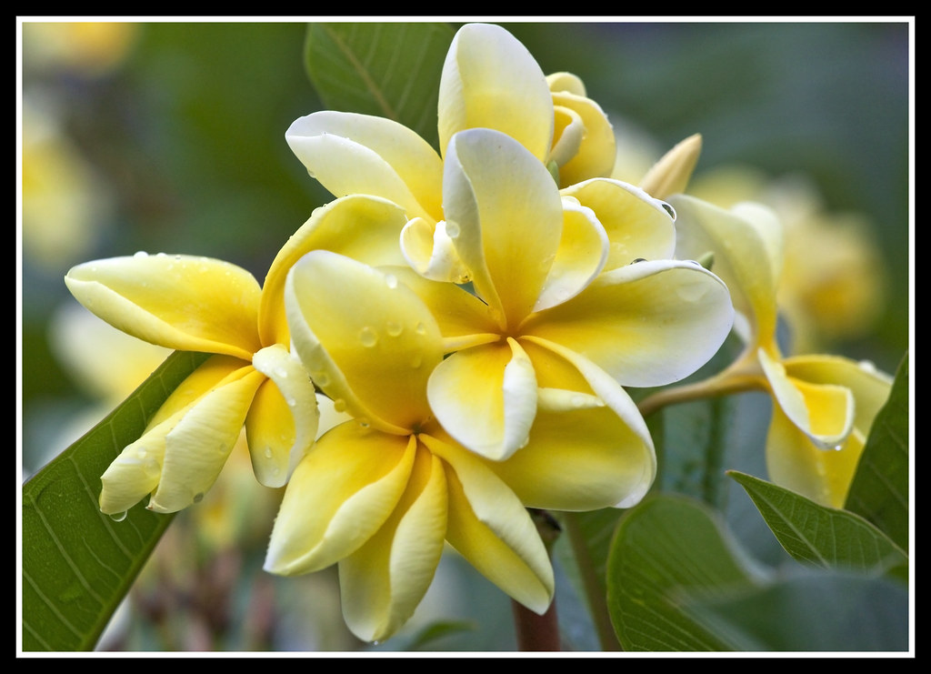 Frangipani Yellow and White1& Frangipani Yellow and White… Flickr