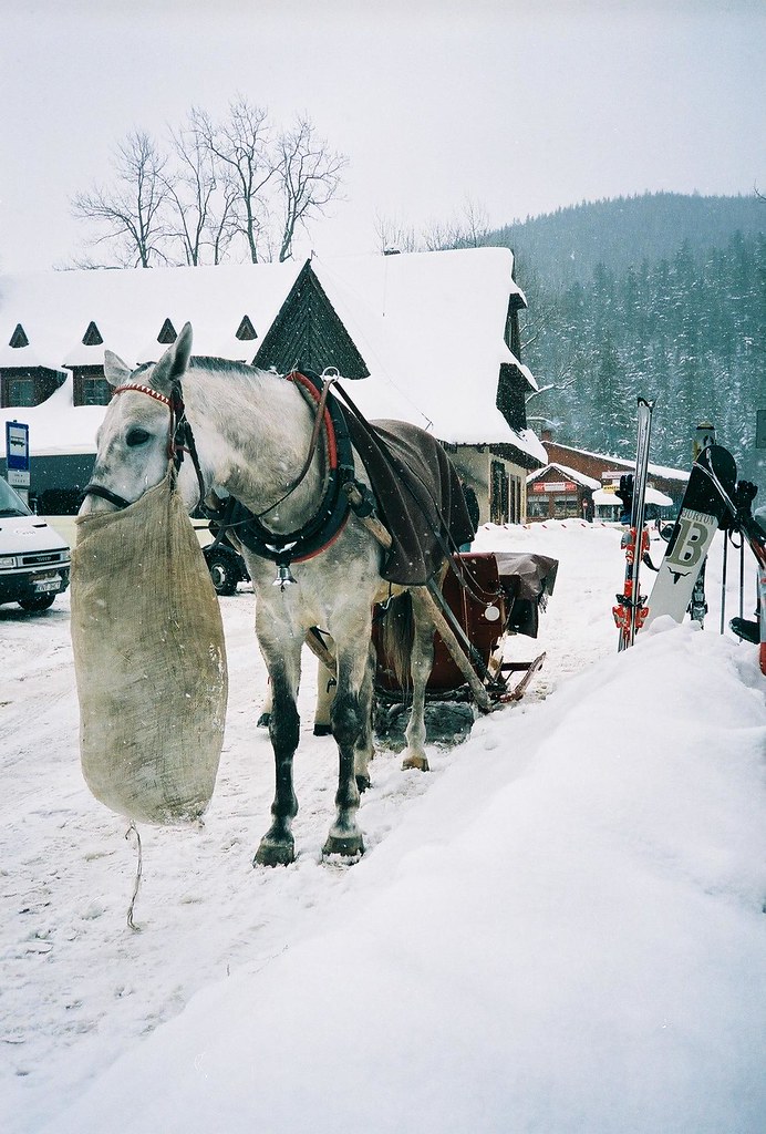 hungry horse Monica Kelly Flickr