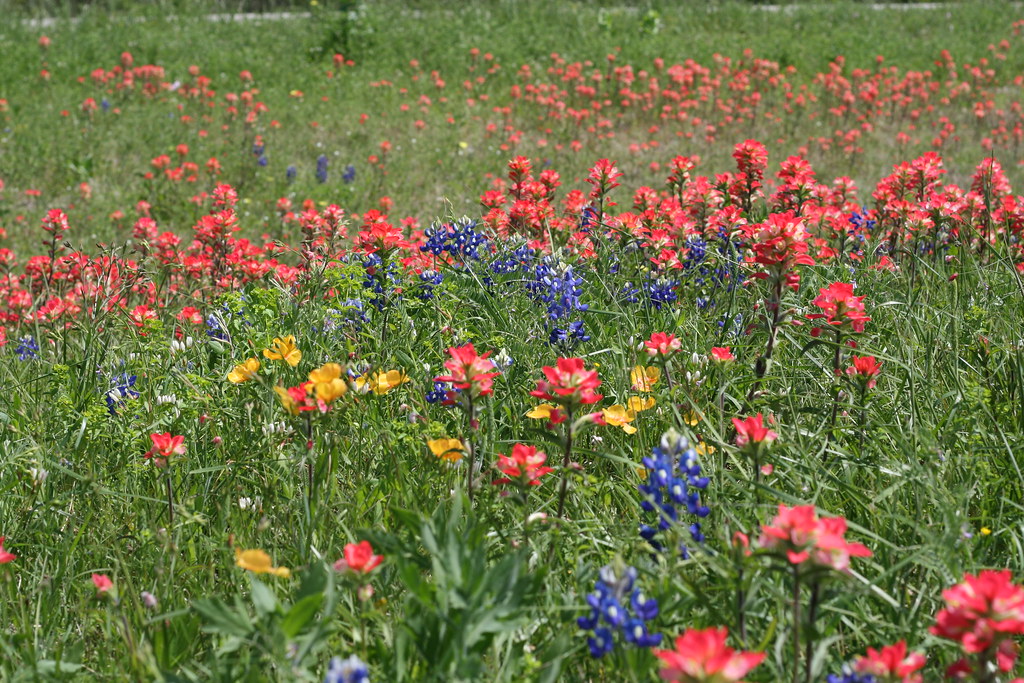 Texas Wildflowers Ken Flickr