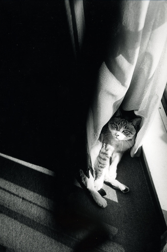 222 National Cat Day in Japan Kiyoko Ogawa Flickr