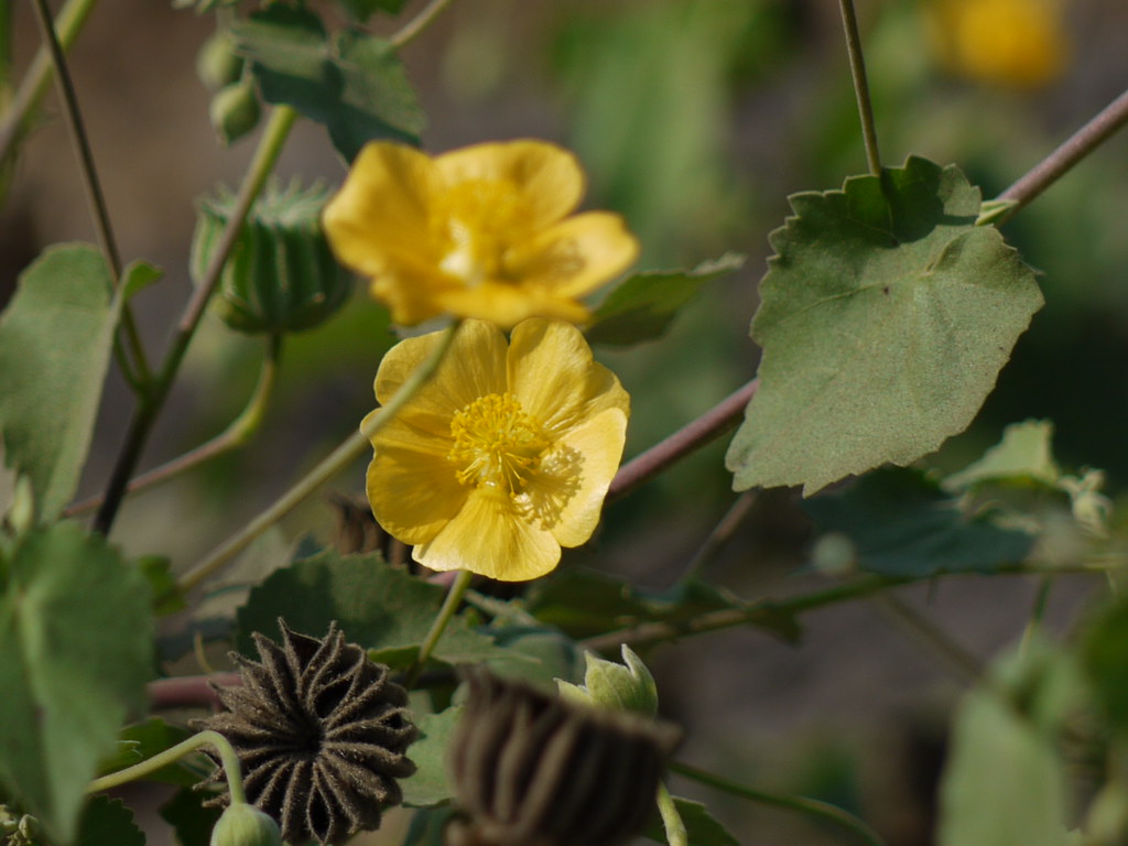 Abutilon indicum Malvaceae (mallow family) » Abutilon indi… Flickr