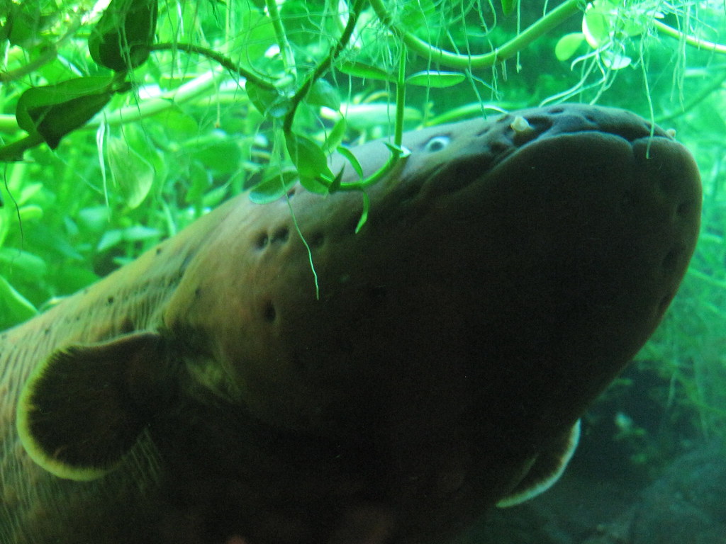 Electric Eel New England Aquarium, Boston, Massachusetts. … Flickr