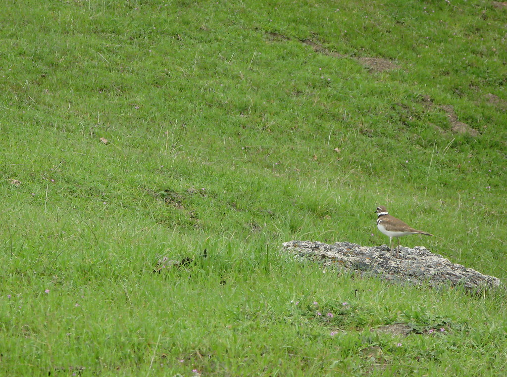 Killdeer We heard the distinctive sound of the two birds t… Flickr