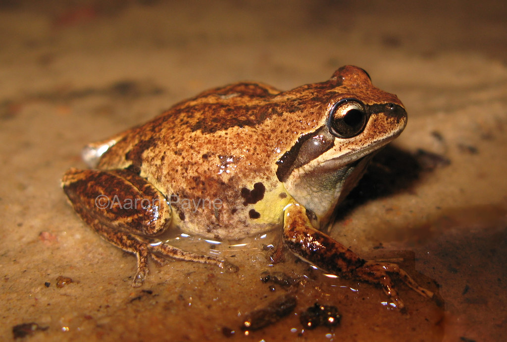 Whistling Tree Frog (Litoria verreauxi verreauxi) Whistlin… Flickr