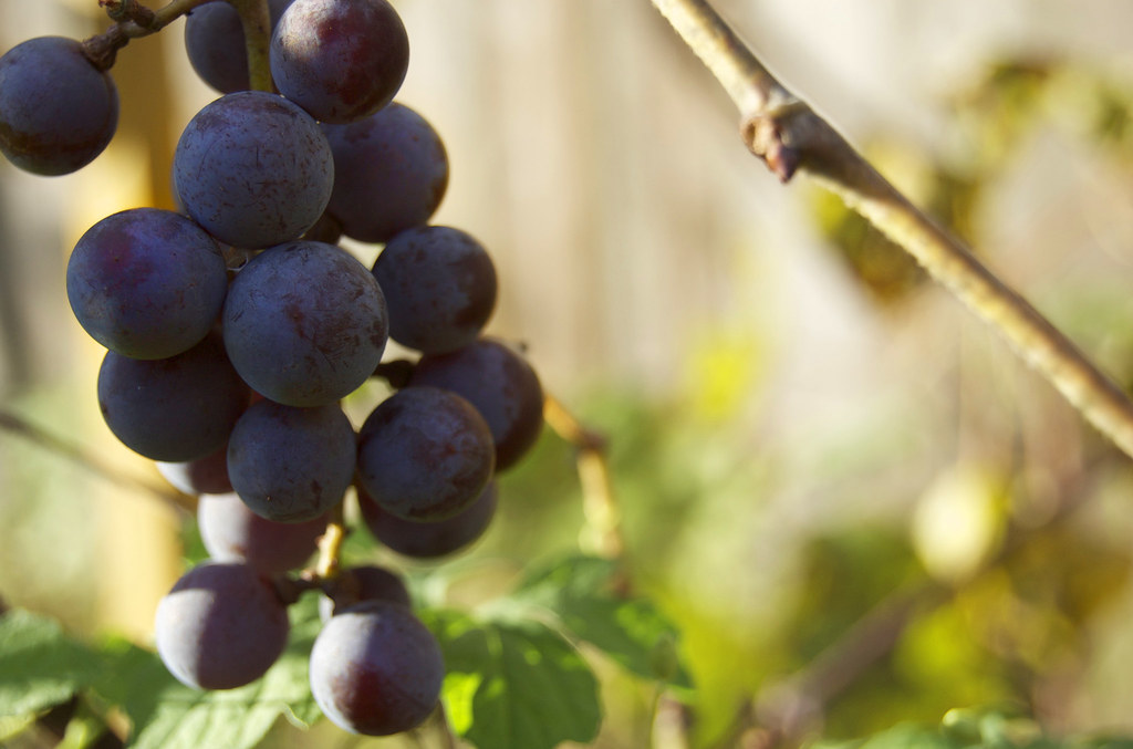 Concord Grapes. At least I think they are. For the first t… Flickr
