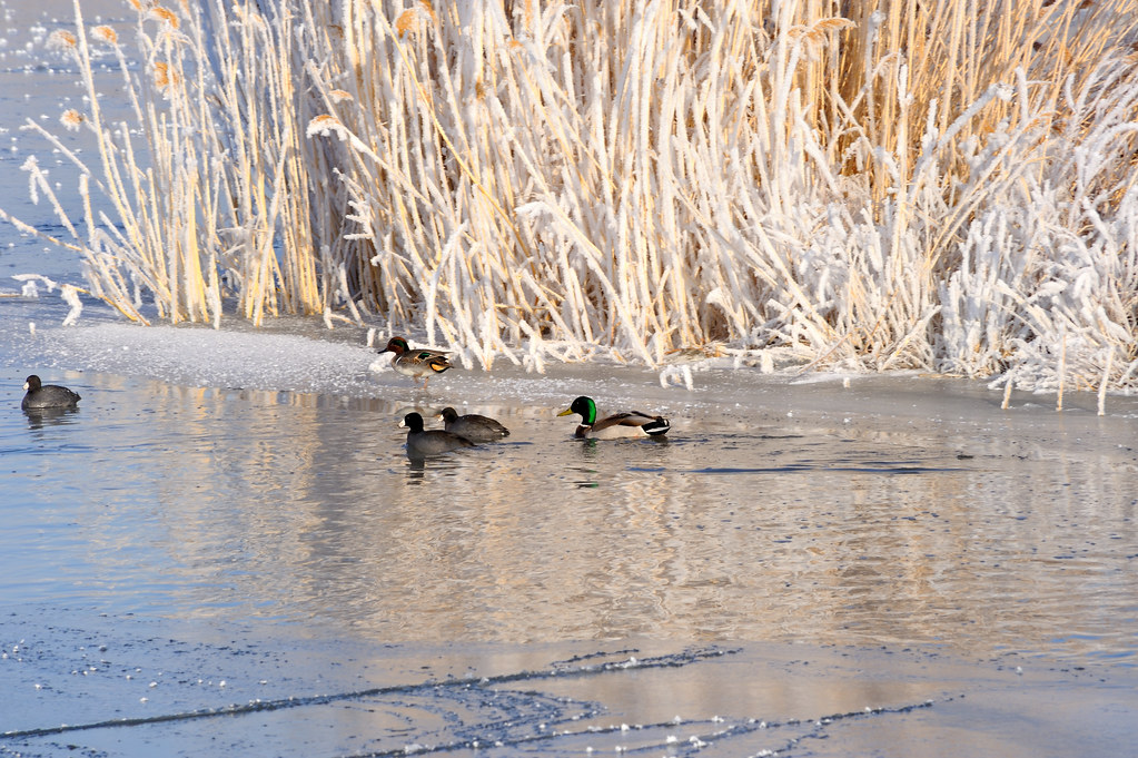 Cold Weather Birds Winter at Farmington Bay, Utah Brent Clark Flickr
