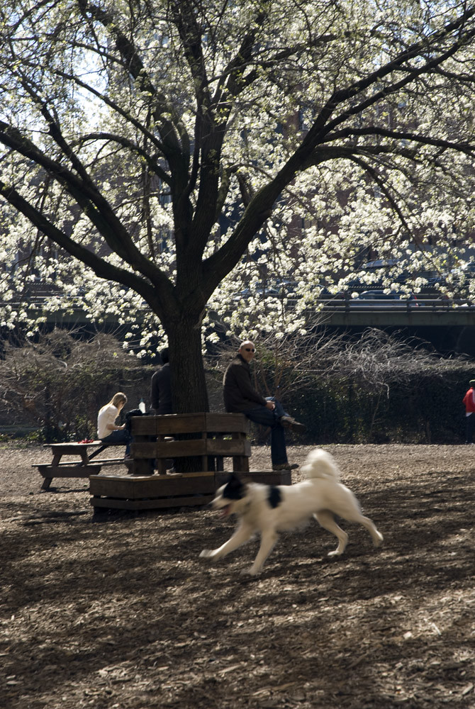 Spring Blossoms at Hillside Park Dog Run, Brooklyn Heights