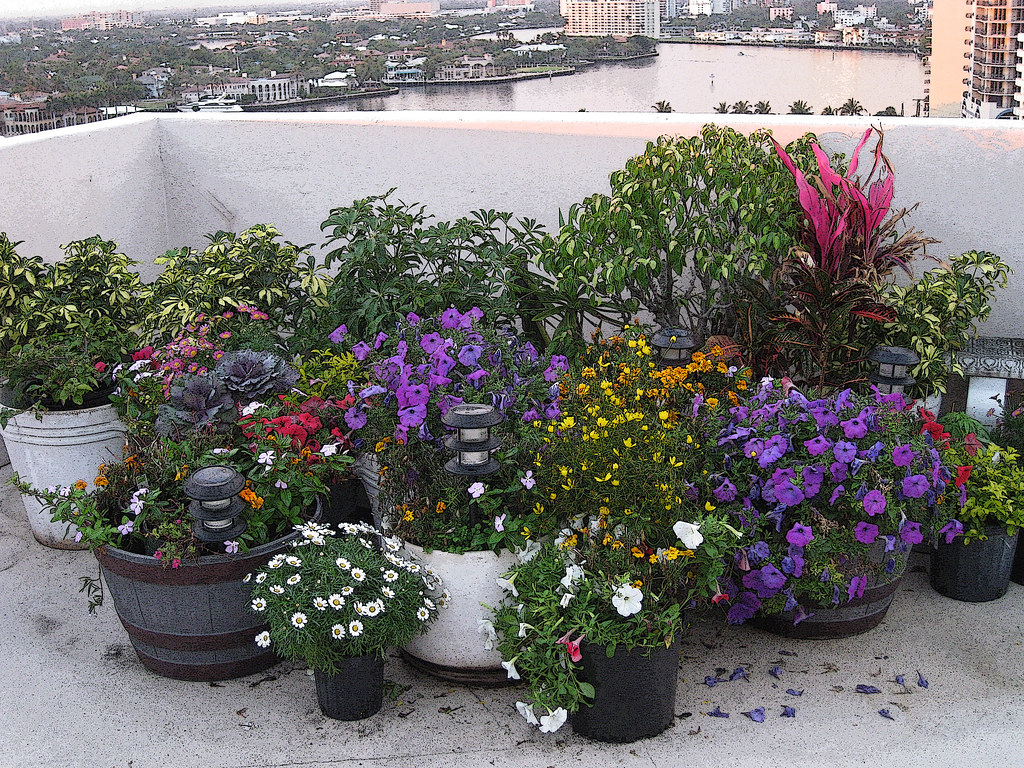 BLOOMS CONDO DECK PE MG_1972 oldhogrider Flickr