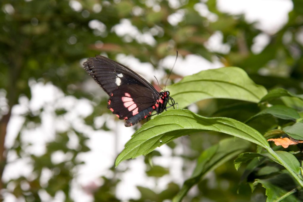 ButterFly Show ButterFly Show, Carleton University nikserca Flickr