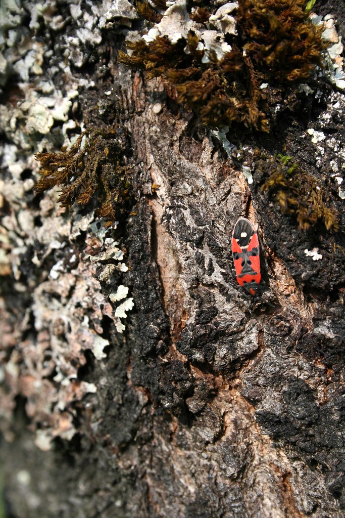 RED BUG Tiny red insect crawling across knarled, lichenco… Flickr