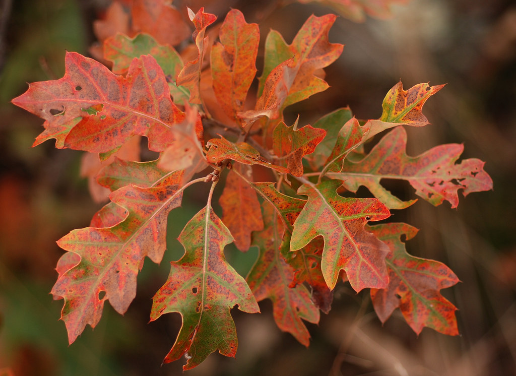 fall color, scrub oak 12 m bushy shrub or small tree of d… Flickr
