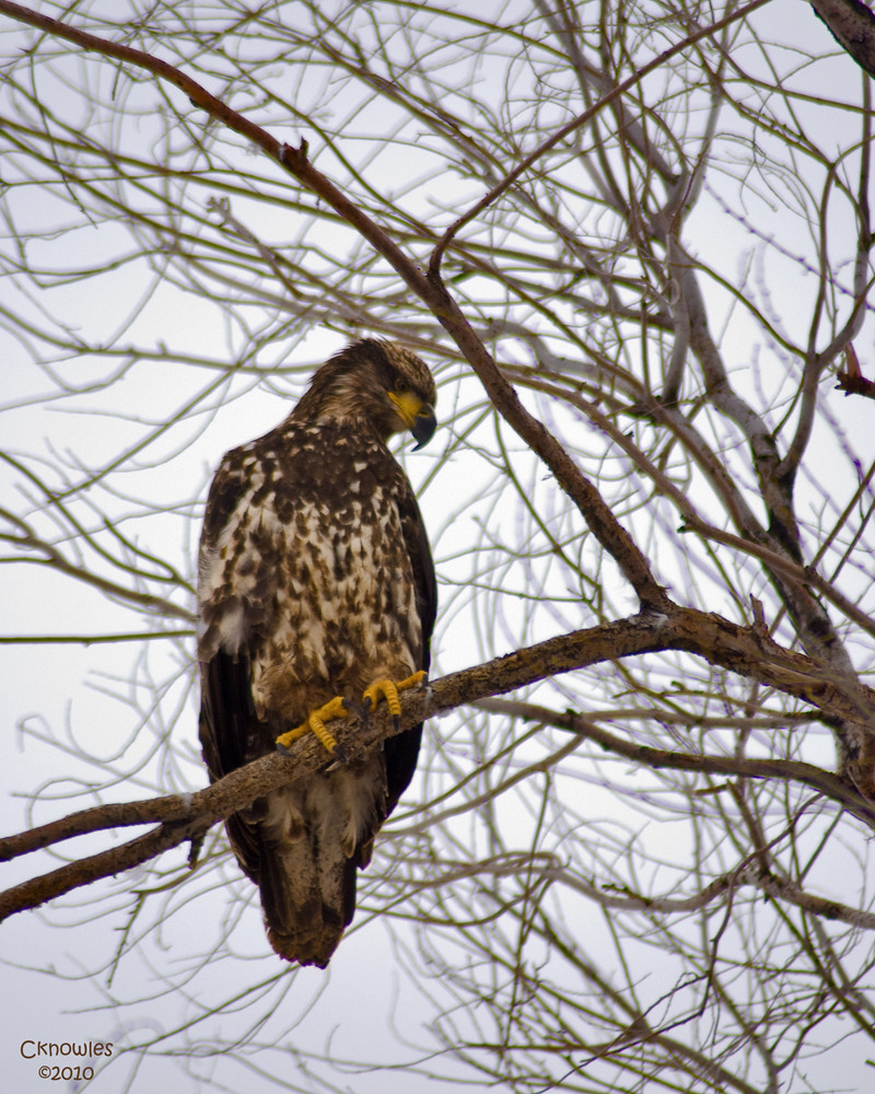 Youth Bald Eagle in tree The younger Bald Eagles, no white… Flickr