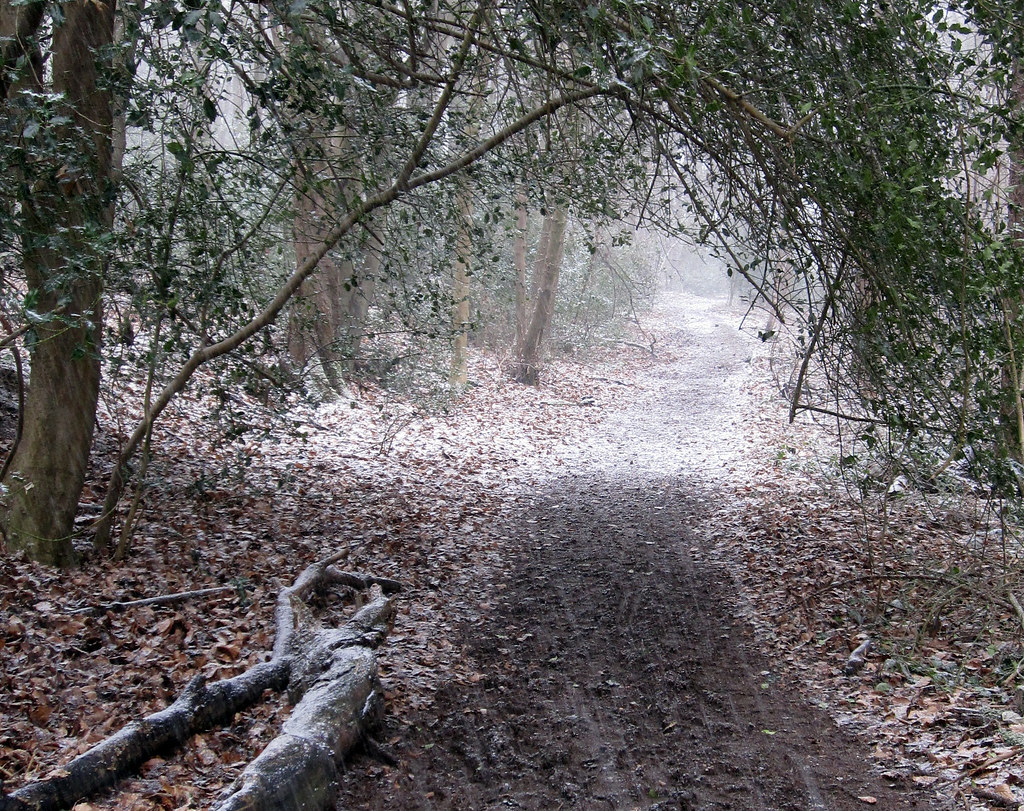 holly arch Woodman's Wood, nr Belsize Hertfordshire Alison Clayton