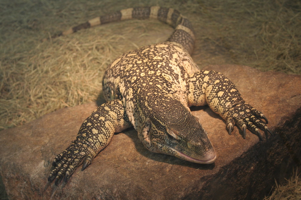 Nile Monitor Lizard The Nile Monitor (Varanus niloticus