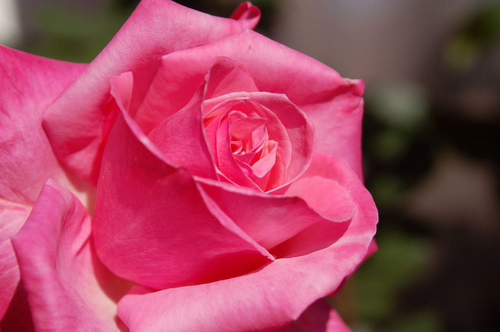 Pink Rose Bloom Rose bush in Kates backyard Tucson, AZ (M… Donna