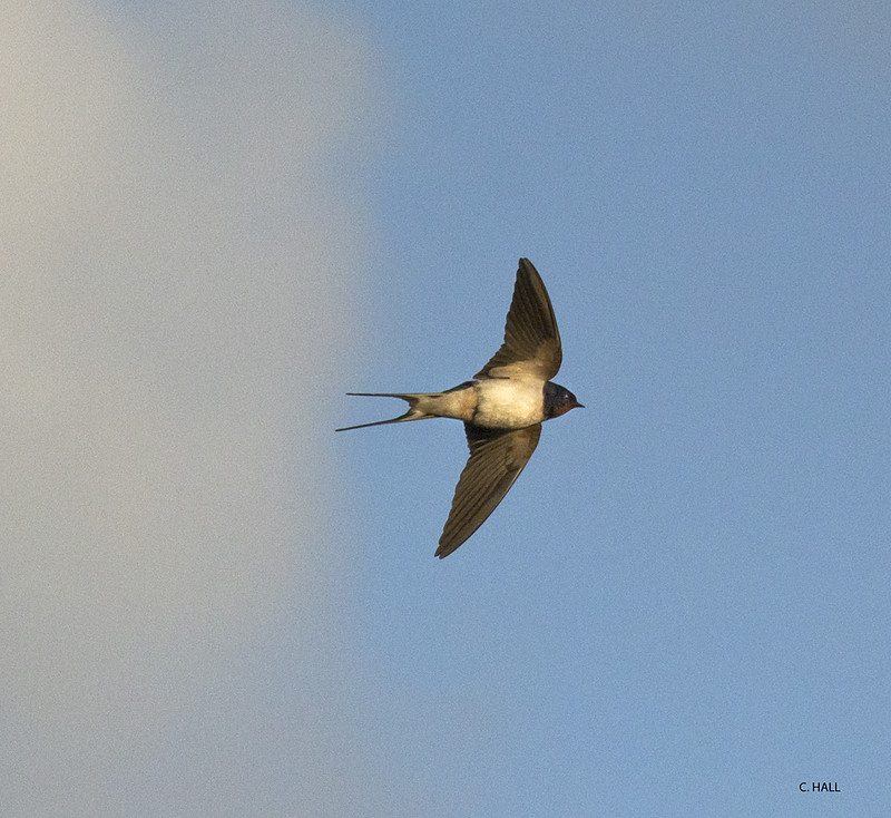 Swallows and House Martins Flickr