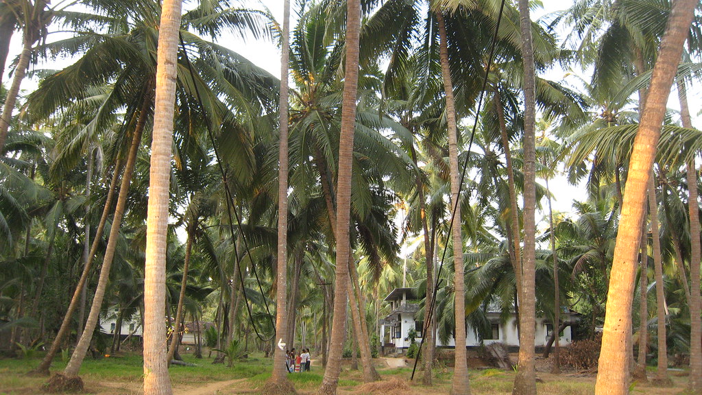 Coconut Trees y'all Clinton Jeff Flickr
