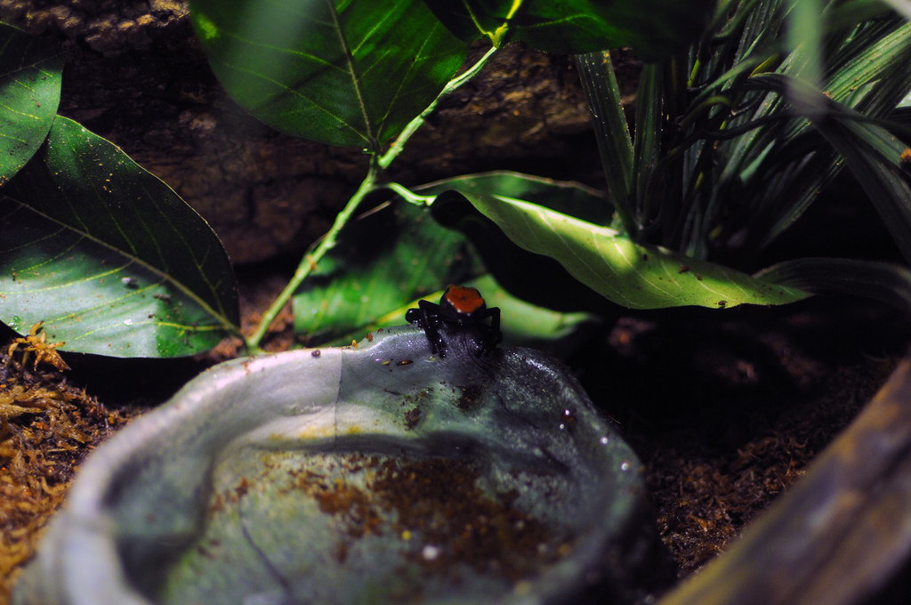 Mystic Aquarium Amazon Milk Frog Daniel Flickr