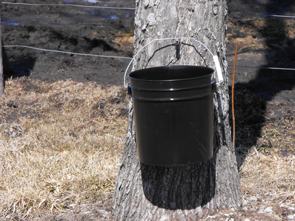 Maple Syrup Bucket John & Katie Flickr