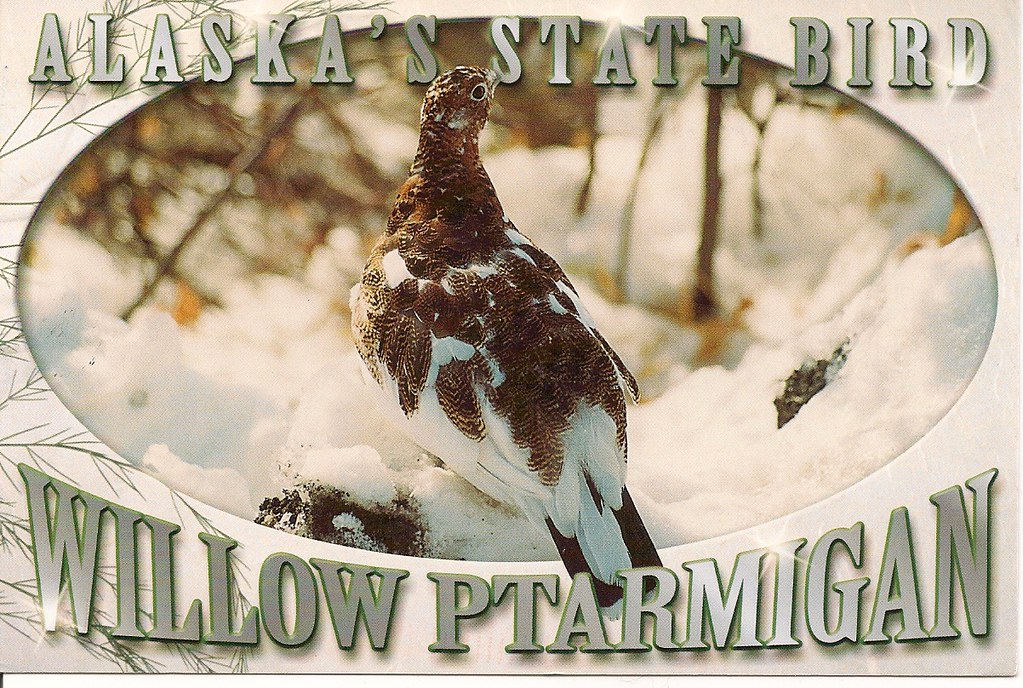 Willow Ptarmigan Alaska's State Bird Postcard From Jackie … Flickr