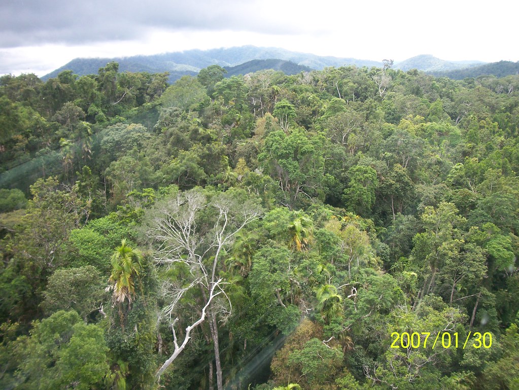 Kuranda rainforest Kuranda, Queensland, Australia. Kuranda… Flickr