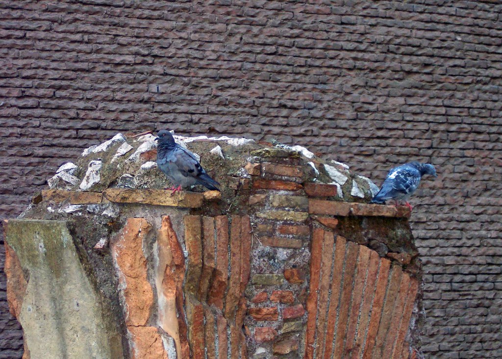 birds on brick I was so happy that this photo came out... … Flickr