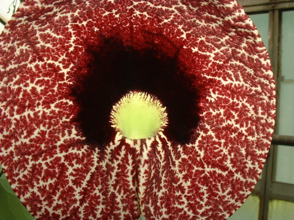 Hothouse Flower Taken at RHS Wisley, 29 August 2005. Unide… Flickr