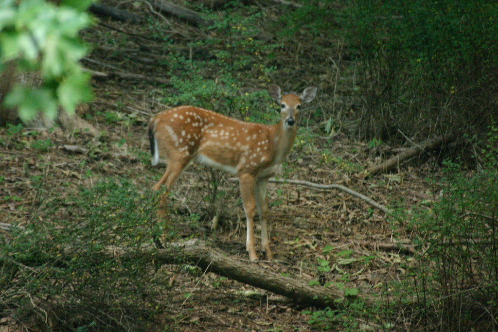 IMG_4238 baby deer in the back yard Dalton Flickr