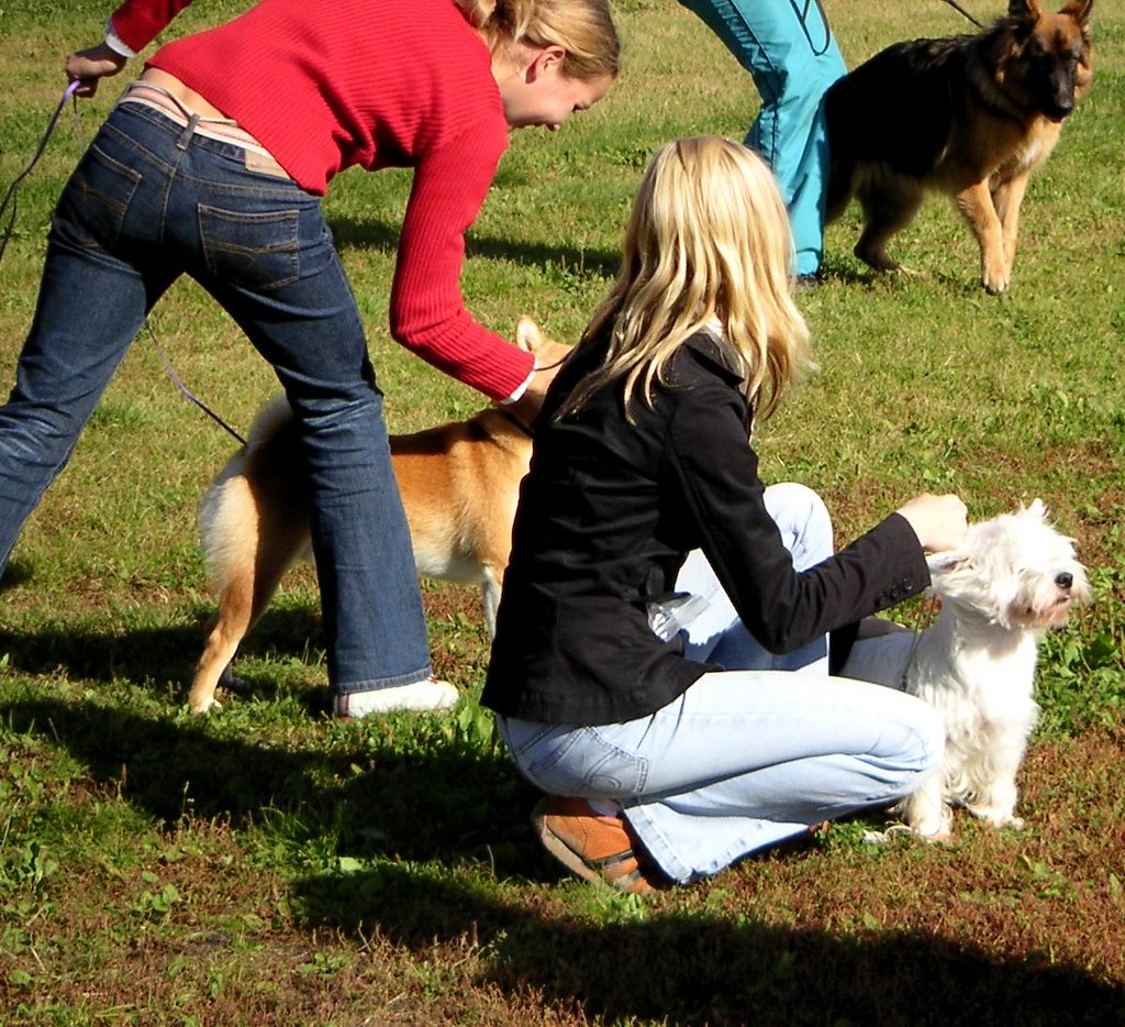 Junior handlers All showing their dogs in a different way,… Flickr